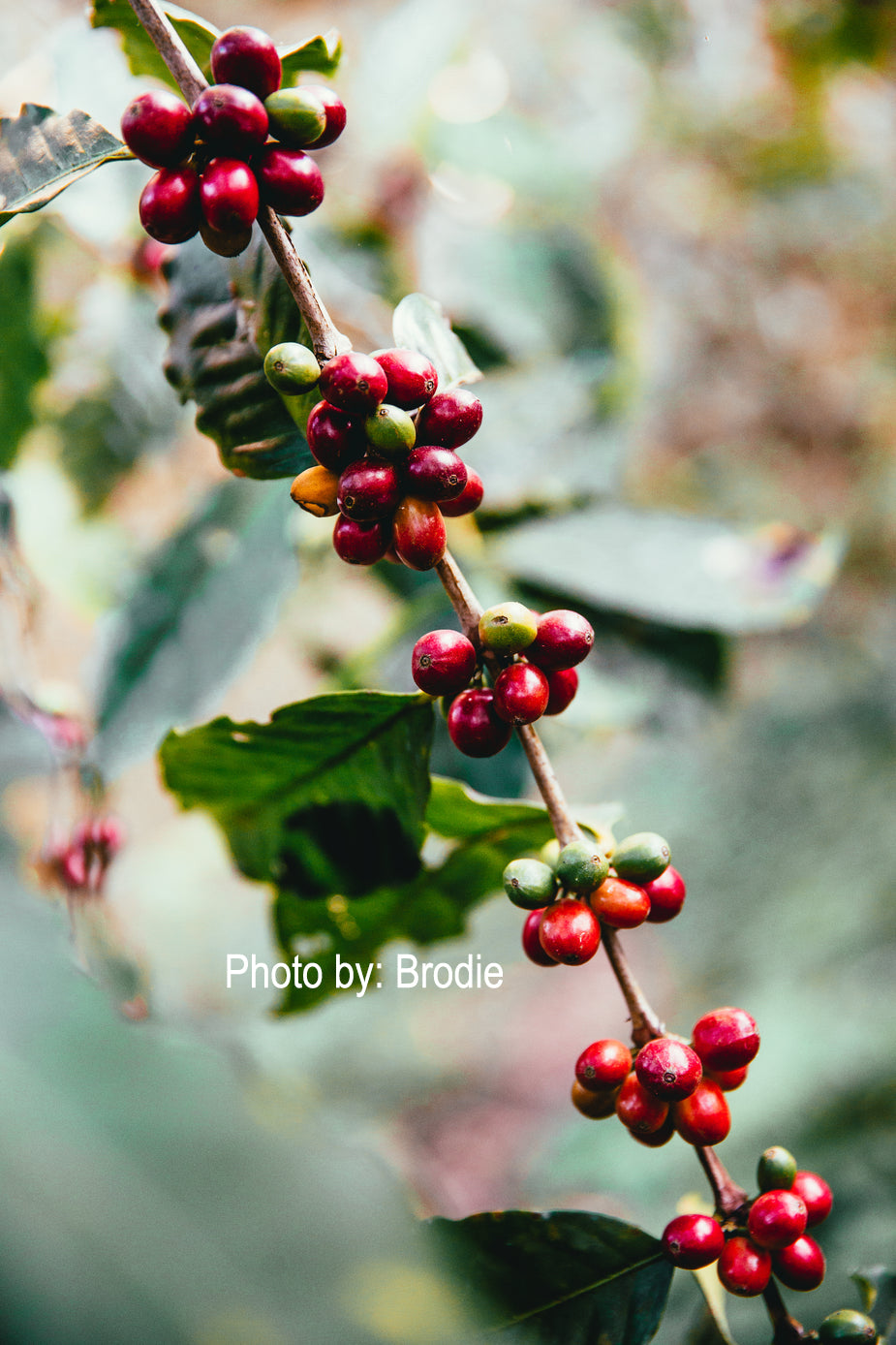 Red coffee berries on a branch with green leaves.
